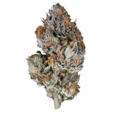 Close-up of a cannabis bud with frosty trichomes on a white background