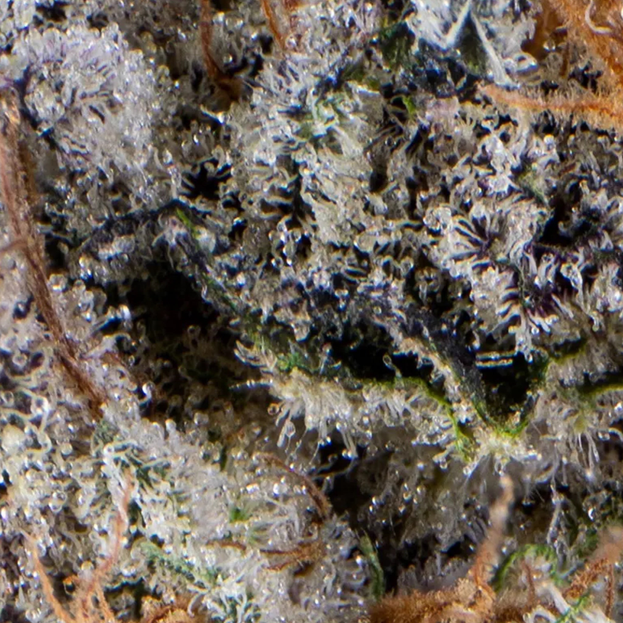 Lemon Pastries THCa