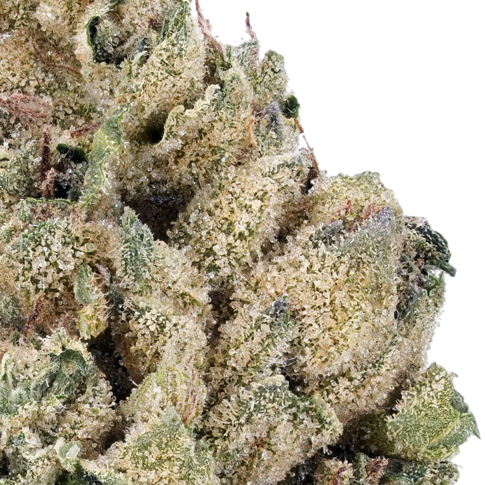 Cheetah Piss THCa