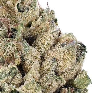 Cheetah Piss THCa